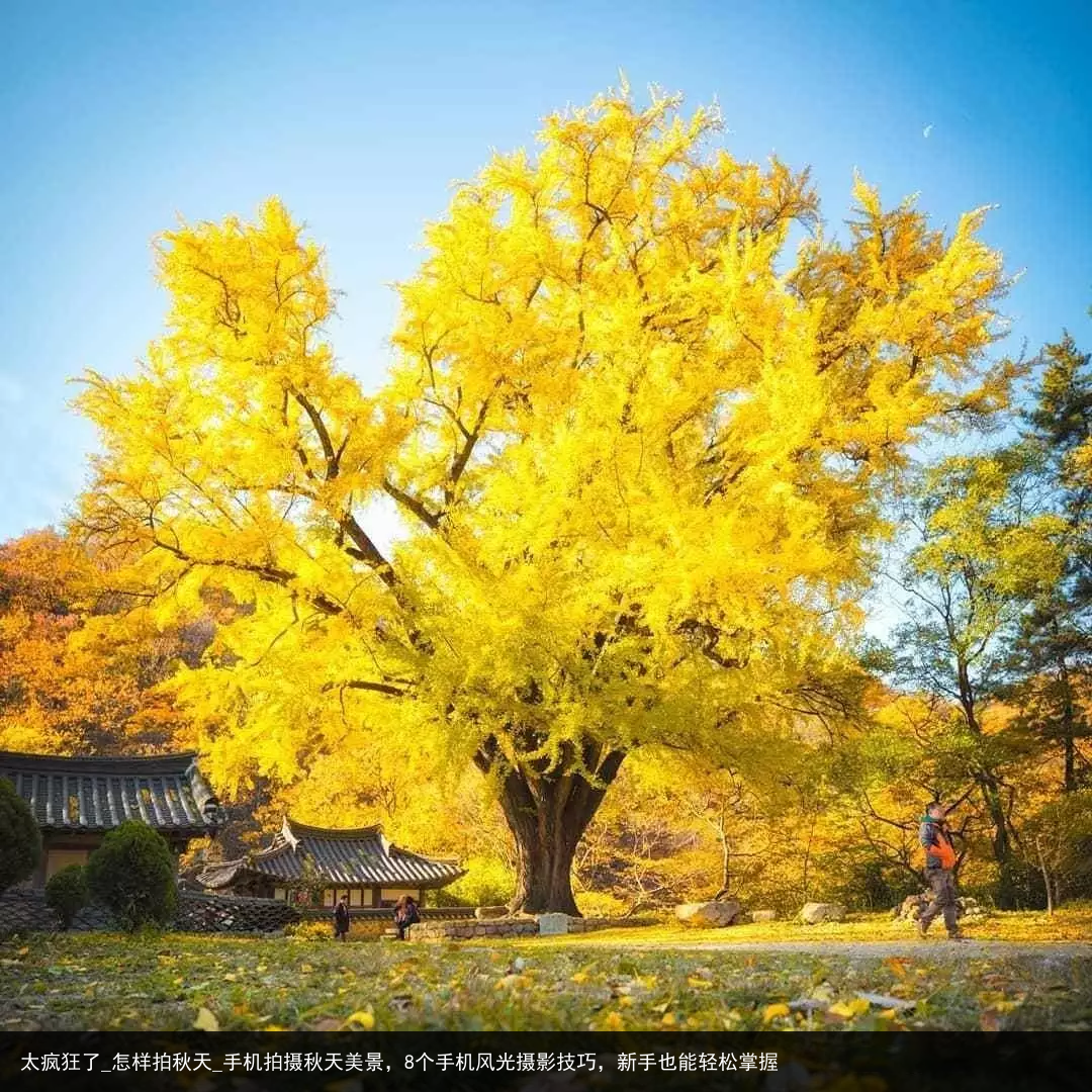 太疯狂了_怎样拍秋天_手机拍摄秋天美景，8个手机风光摄影技巧，新手也能轻松掌握