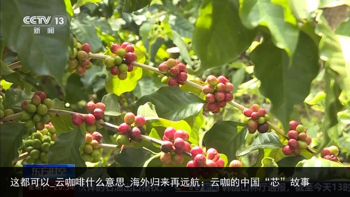 这都可以_云咖啡什么意思_海外归来再远航：云咖的中国“芯”故事